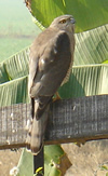 Besra Sparrow Hawk