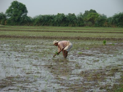Bihari Transplanting Rice