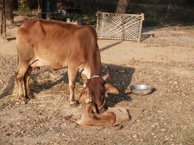 BoJo the new born calf Jan 2020