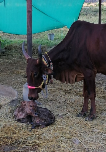 Female Calf Born We Named Sita Dec 2025