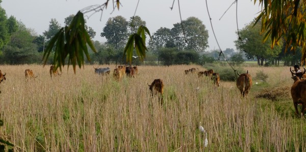 Cattle Grazing in Harvested Mustard Field Mar 2023