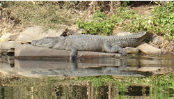 Chambal Crocodile Kota