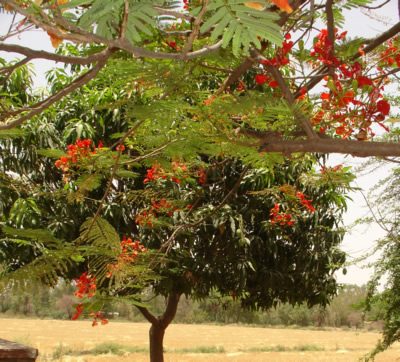 Mango & Gulmohar Trees