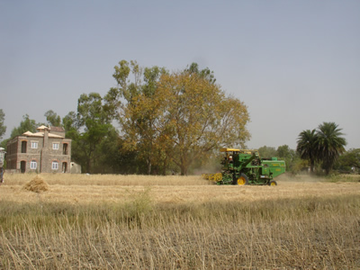 2013 Wheat Combine Harvested