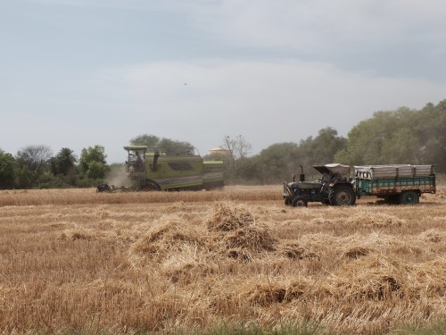 Combine Harvesting Wheat Apr 2023