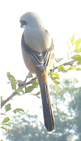 Common Shrike