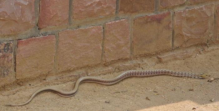 Common Trinket Snake
