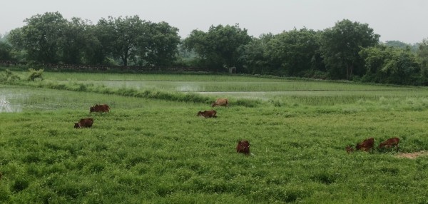 Cows Grazing on Grass and Young Urad Aug 2023