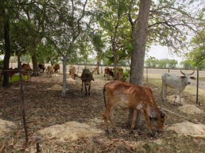Cows in Wooded Bagh June 2022