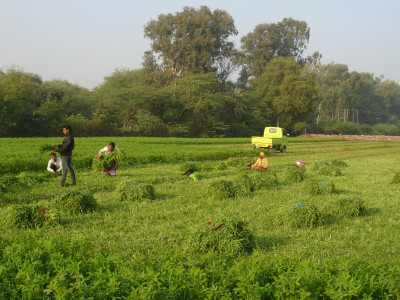 Cutting Bersim on Neighbouring Farm