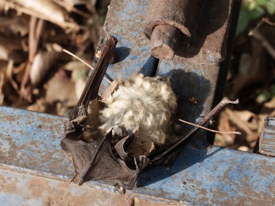 Dead Fruit Bat June 2021