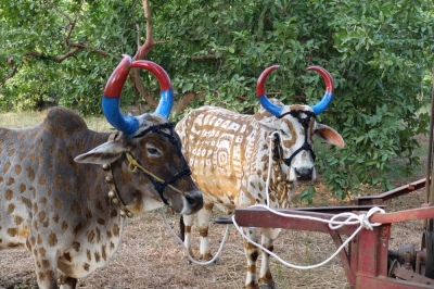Bullocks at Govardhan Puja
