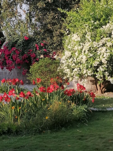 Easter Lilies Blossom for Easter Mar 2026
