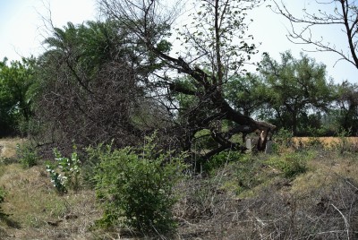 Fallen Ber Tree in Storm