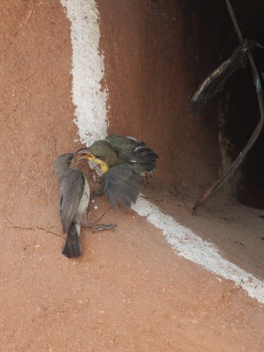 Female Purple Sunbird Feeding her Chicks May 2024