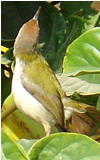 Female Purple Sunbird