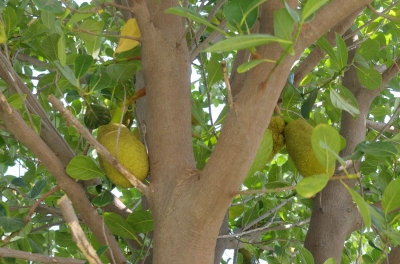 Our First Ever Jackfruit July 2019