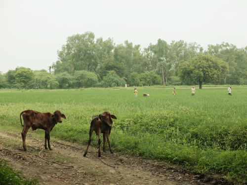 Ganga, Kumbh and Rice Weeders Aug 2025