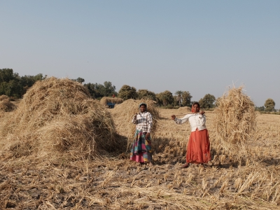 Women Gathering Rice Straw