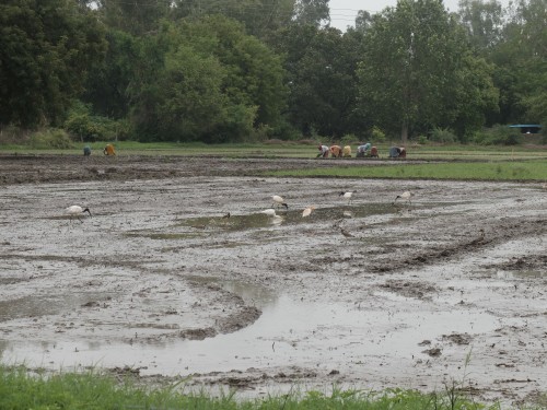 Rice Plating in Guddled Field with Dolis Jul 2023