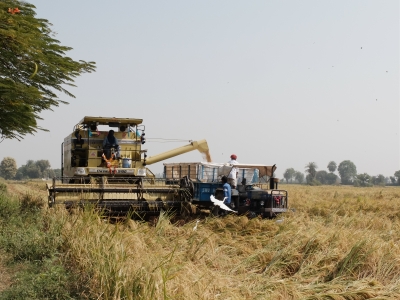 Combine Harvesting Rice Oct 2017