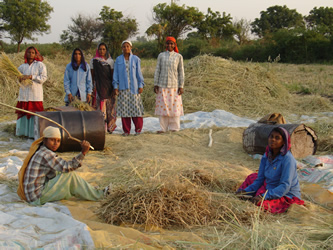 Women Harveting Rice