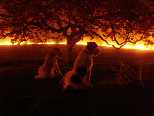 Dogs and Stubble Burning