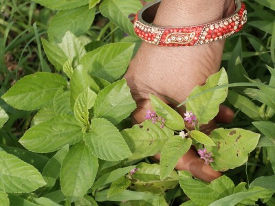 Kunijra and Rajaan Wild Vegetables