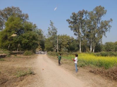 Kite Flying at Sankranti