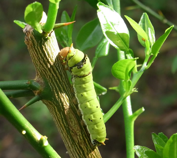 Caterpillars of the Lemon Butterfly