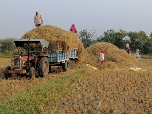Loading Pral Rice Straw for Our Cows Dec 2025