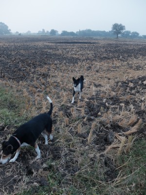 Lucy & Doosra in Ploughed Field Dec 2023