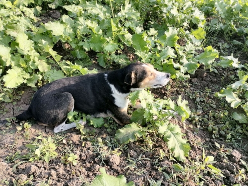 Lucy in the Mustard Dec 2025