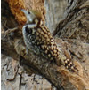 Maratha Woodpecker