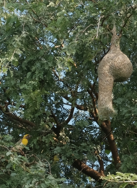 Male Baya Weaver Bird and Finished Nest July 2025