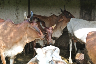 Meera with damaged horn