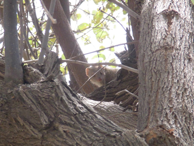 Mongoose in Tree