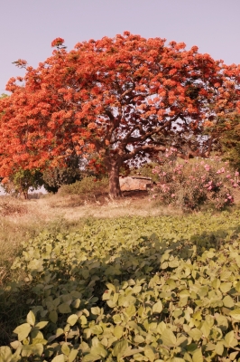Moong Plants and Gul Mohar Tree