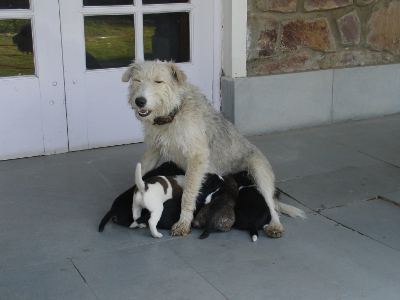Misty and pups
