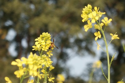 Indian Rock Bee on Mustard