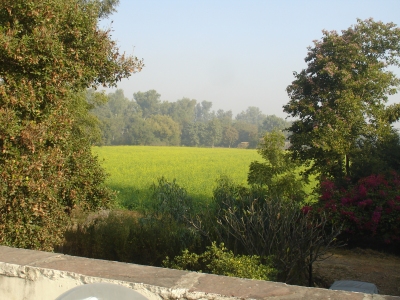 View of a Mustard Field