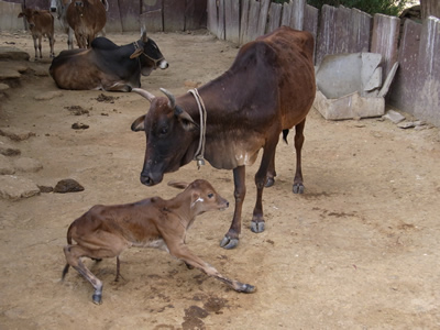 Chambal and her calf Parwan