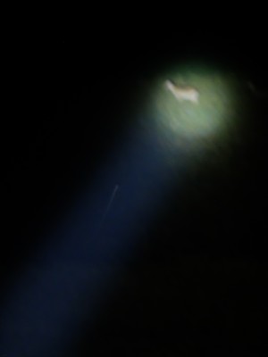 Nilgai Caught in Beam of Light Oct 2022