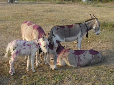 Pink Paint on Donkeys