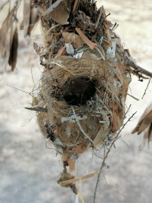 Purple Sunbird Nest May 2024