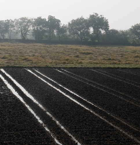 Rain Affected Mustard Field and Flattened Rice Oct 2025