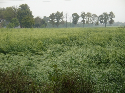 Wheat Damage by Rain Feb 2014