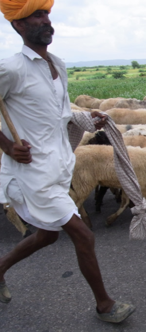 Rajasthani Shepherd between Sawai Madhopur and Indergarh