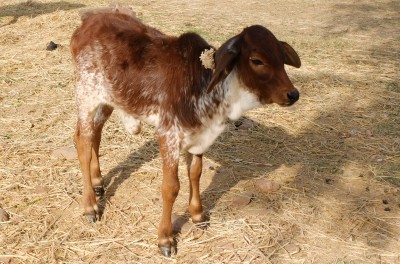Rani the Female Calf