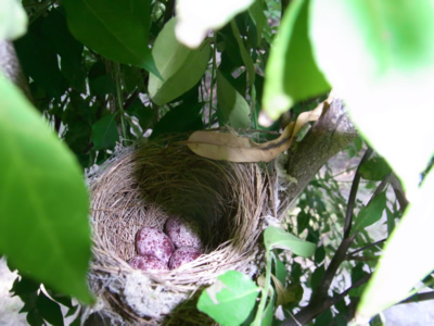Red Vented Bulbul Eggs